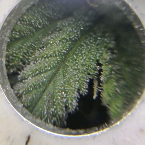 Wedding cake growlog timeline photo