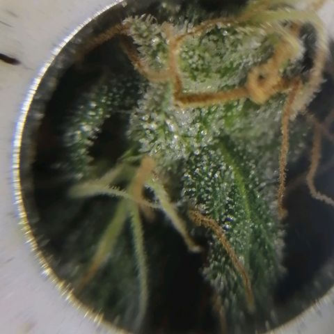 Wedding cake growlog timeline photo