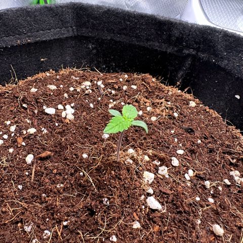 Brittany growlog timeline photo
