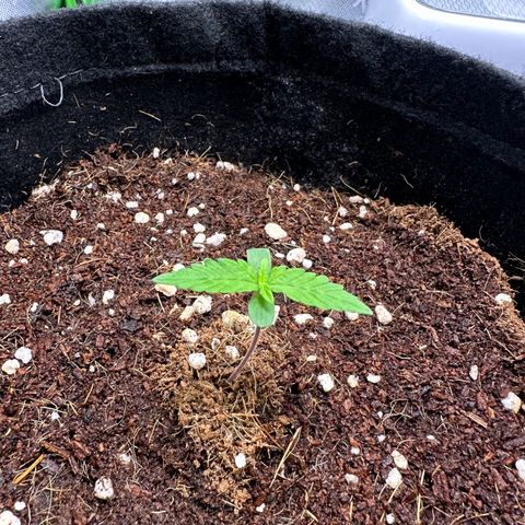 Brittany growlog timeline photo