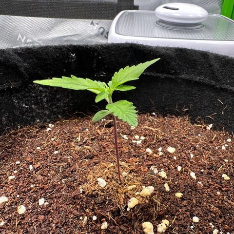 Tiffany  growlog timeline photo