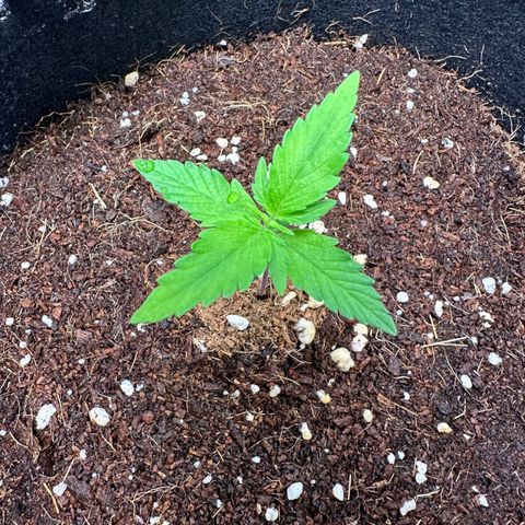 Tiffany  growlog timeline photo