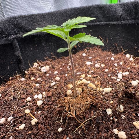 Brittany growlog timeline photo