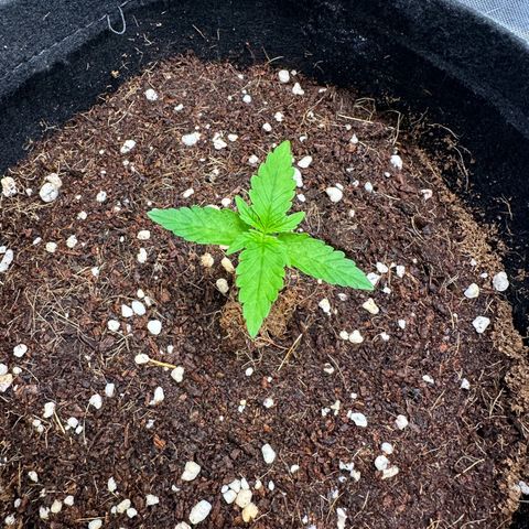Brittany growlog timeline photo