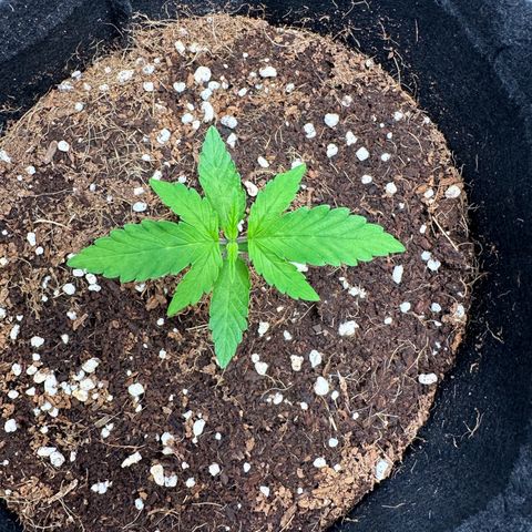 Brittany growlog timeline photo