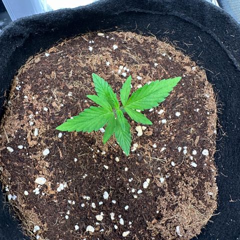 Tiffany  growlog timeline photo