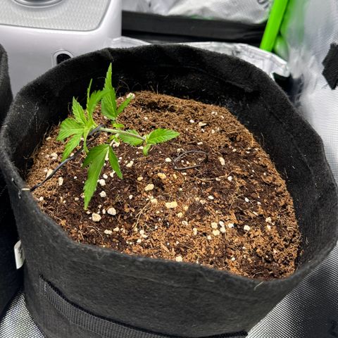 Tiffany  growlog timeline photo