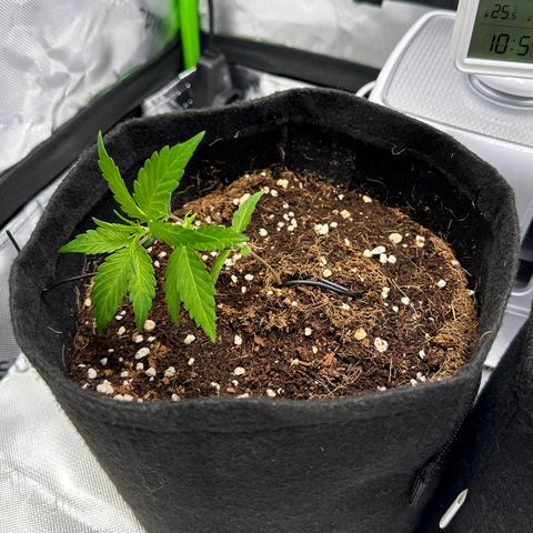 Brittany growlog timeline photo