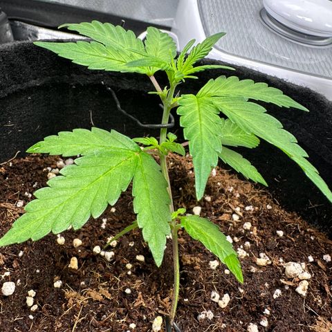 Brittany growlog timeline photo