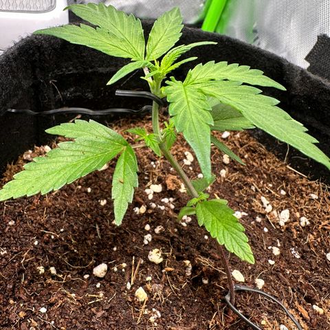 Tiffany  growlog timeline photo