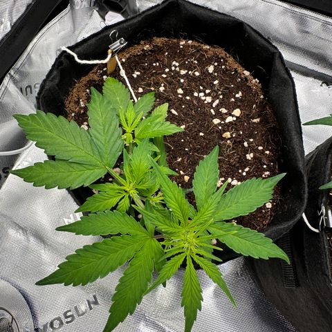 Brittany growlog timeline photo