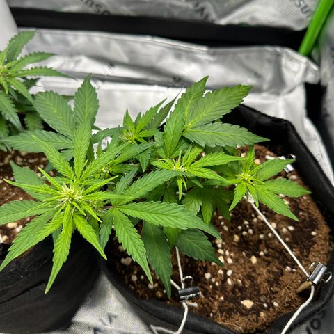Brittany growlog timeline photo