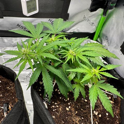 Brittany growlog timeline photo