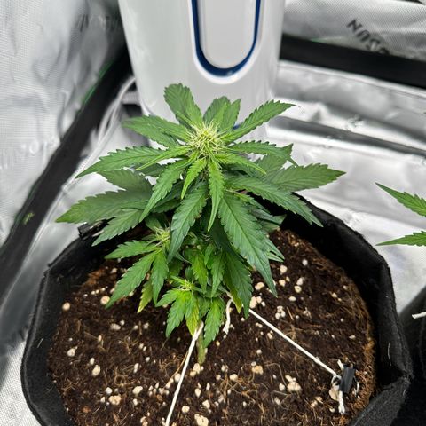 Tiffany  growlog timeline photo