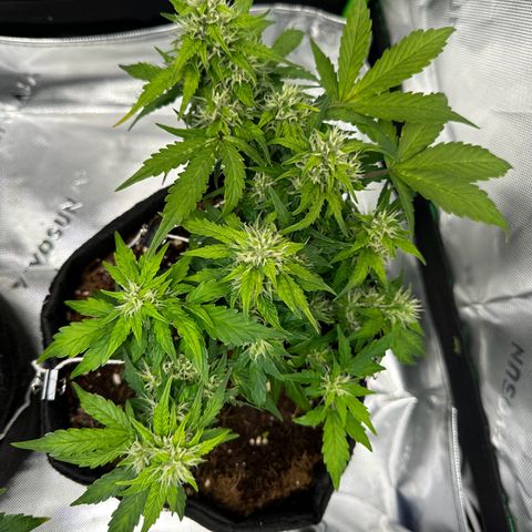 Brittany growlog timeline photo