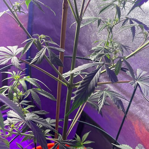 Girl Scout Cookies Extreme Auto growlog photo: 24 hr Temp avg:76.5 humidity:54.1% VPD:1.21