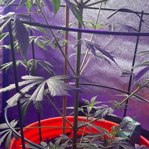 Girl Scout Cookies Extreme Auto growlog photo: 24 hr Temp avg:76.5 humidity:54.1% VPD:1.21