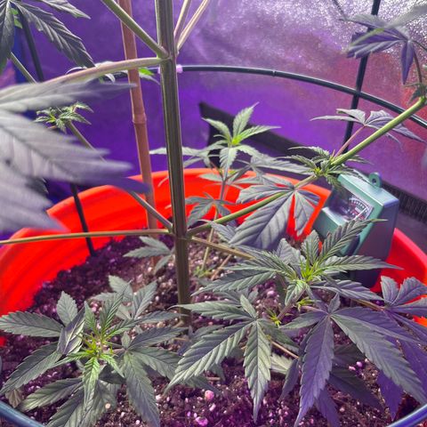Girl Scout Cookies Extreme Auto growlog photo: 24 hr Temp avg:76.5 humidity:54.1% VPD:1.21