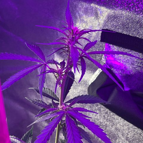 Girl Scout Cookies Extreme Auto growlog photo: 24 hr Temp avg:76.5 humidity:54.1% VPD:1.21