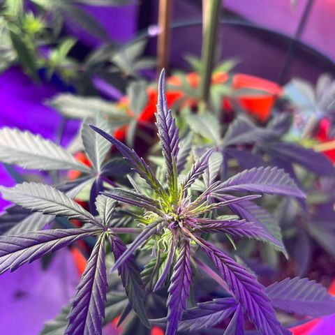 Girl Scout Cookies Extreme Auto growlog photo: 24 hr Temp avg:76.5 humidity:54.1% VPD:1.21