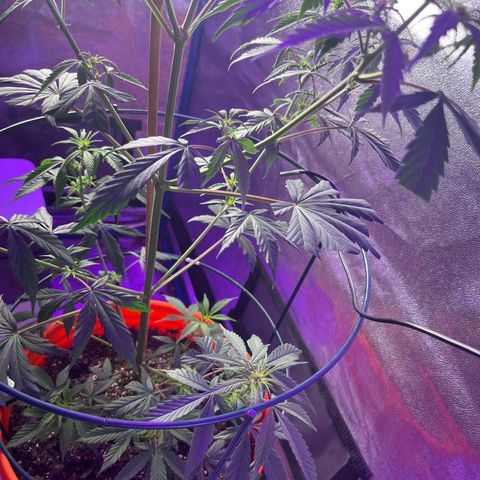 Girl Scout Cookies Extreme Auto growlog photo: 24 hr Temp avg:76.5 humidity:54.1% VPD:1.21