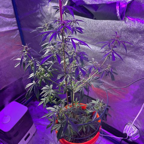 Girl Scout Cookies Extreme Auto growlog photo: 24 hr Temp avg:76.5 humidity:54.1% VPD:1.21