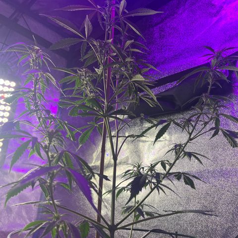 Girl Scout Cookies Extreme Auto growlog photo: 24 hr Temp avg:76.5 humidity:54.1% VPD:1.21