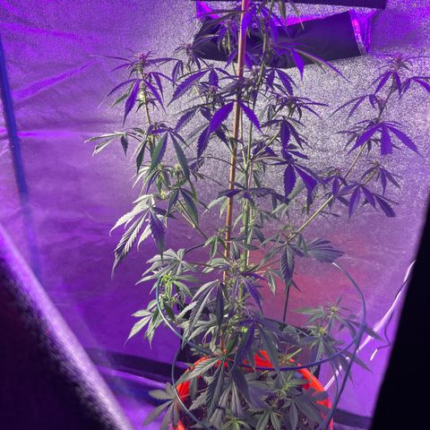 Girl Scout Cookies Extreme Auto growlog photo: Morning pic 