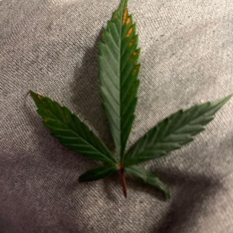 Girl Scout Cookies Extreme Auto growlog photo: Rust color only on this one leaf, no other parts are showing signs of this. I flushed the plant earlier and the week and gave it some water two days ago. 
