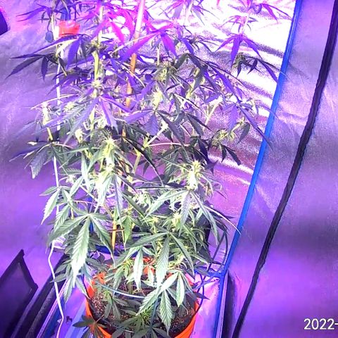 Girl Scout Cookies Extreme Auto growlog timeline photo