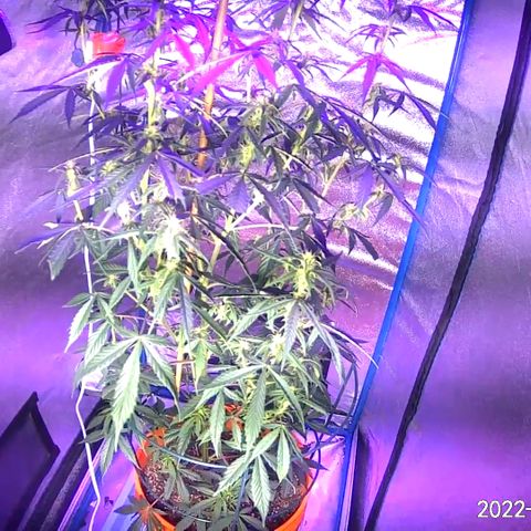 Girl Scout Cookies Extreme Auto growlog timeline photo