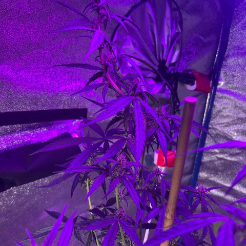 Girl Scout Cookies Extreme Auto growlog timeline photo