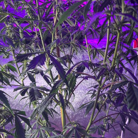 Girl Scout Cookies Extreme Auto growlog timeline photo