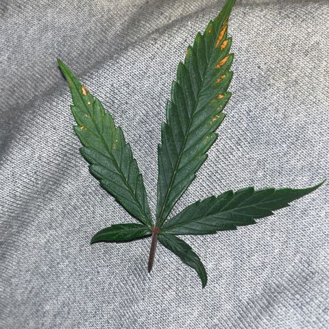Girl Scout Cookies Extreme Auto growlog timeline photo