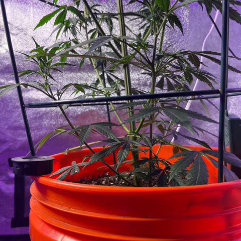 Girl Scout Cookies Extreme Auto growlog timeline photo