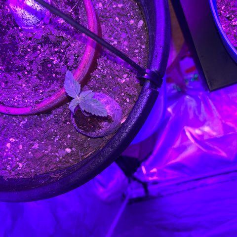  Purple Kush  growlog photo: Rearranged everything. Plants are 24-36” away. Using a 2000w light. Supplementing wkth a 35 W light. Any opinions?