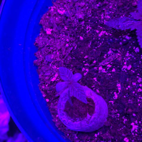  Purple Kush  growlog photo: Rearranged everything. Plants are 24-36” away. Using a 2000w light. Supplementing wkth a 35 W light. Any opinions?