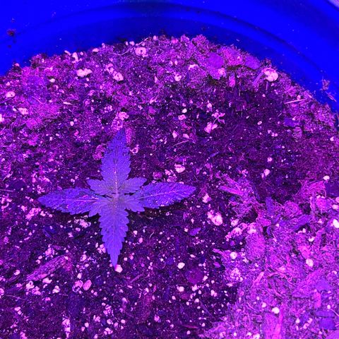  Purple Kush  growlog photo: Rearranged everything. Plants are 24-36” away. Using a 2000w light. Supplementing wkth a 35 W light. Any opinions?