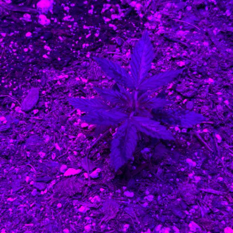  Purple Kush  growlog photo: Rearranged everything. Plants are 24-36” away. Using a 2000w light. Supplementing wkth a 35 W light. Any opinions?