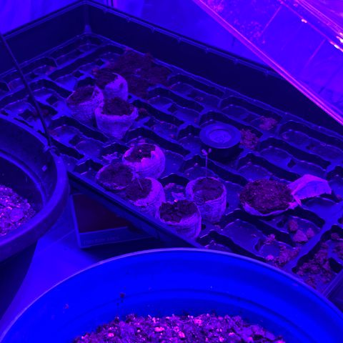  Purple Kush  growlog photo: Rearranged everything. Plants are 24-36” away. Using a 2000w light. Supplementing wkth a 35 W light. Any opinions?