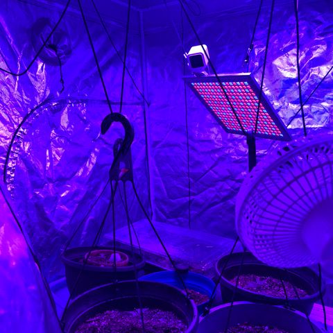  Purple Kush  growlog photo: Rearranged everything. Plants are 24-36” away. Using a 2000w light. Supplementing wkth a 35 W light. Any opinions?