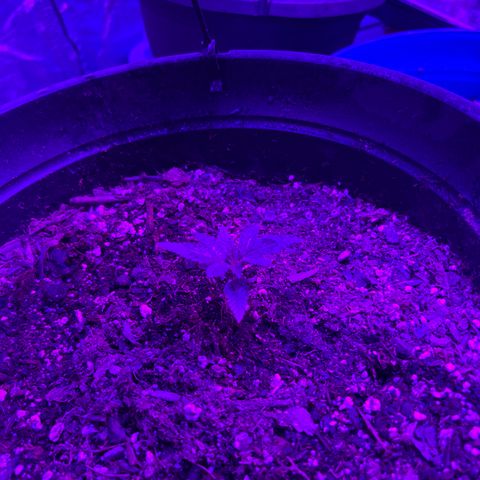  Purple Kush  growlog photo: Rearranged everything. Plants are 24-36” away. Using a 2000w light. Supplementing wkth a 35 W light. Any opinions?