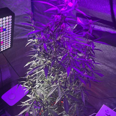 Girl Scout Cookies Extreme Auto growlog timeline photo