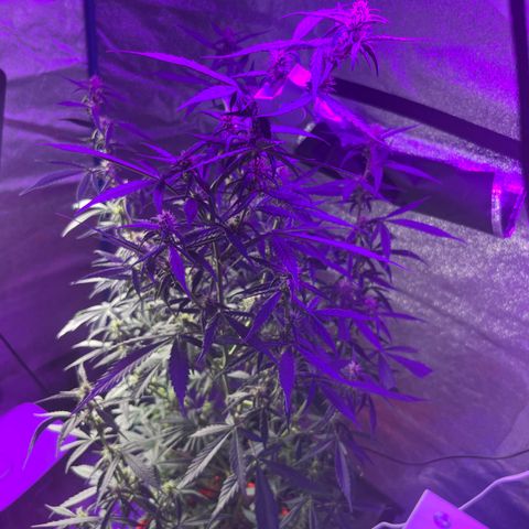 Girl Scout Cookies Extreme Auto growlog timeline photo