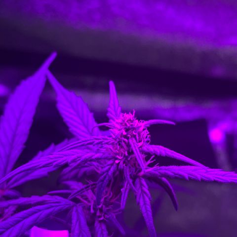 Girl Scout Cookies Extreme Auto growlog timeline photo
