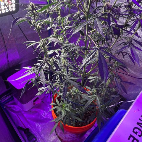 Girl Scout Cookies Extreme Auto growlog timeline photo