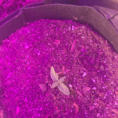  Purple Kush  growlog timeline photo