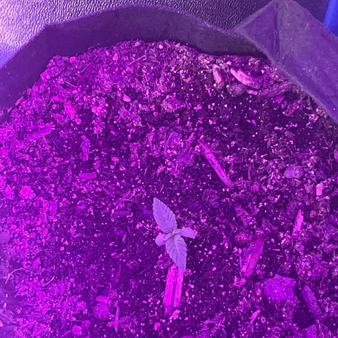  Purple Kush  growlog timeline photo