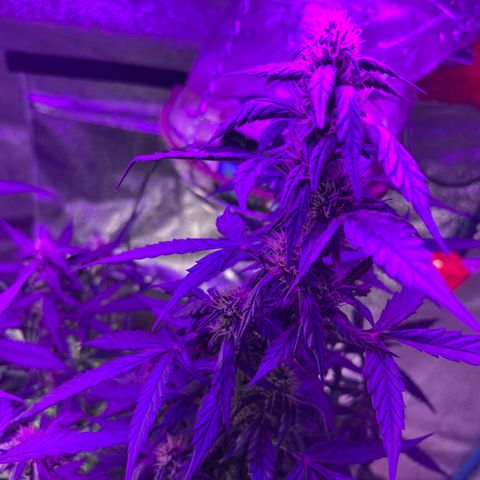  Purple Kush  growlog timeline photo