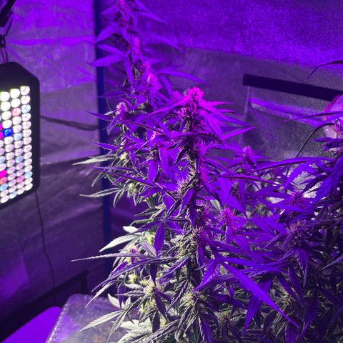  Purple Kush  growlog timeline photo